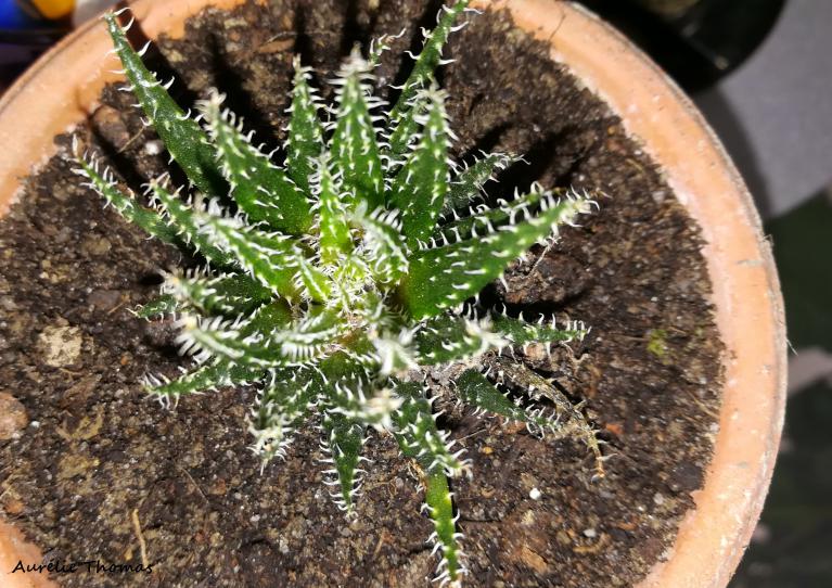 L'aloe aristata