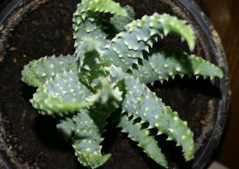L'Aloes humilis