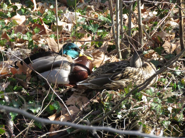 couple de canards colvert