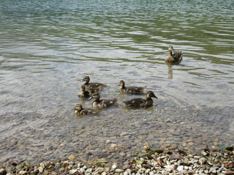 canne colvert et ses petits
