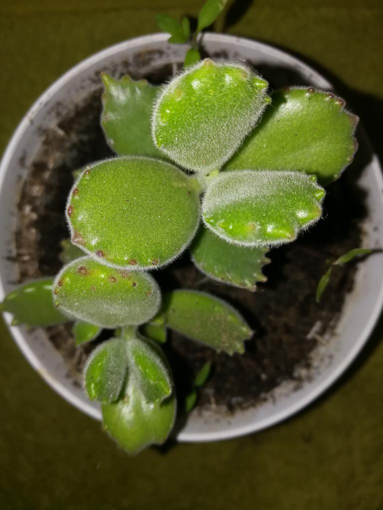 Le Cotyledon ladismithiensis