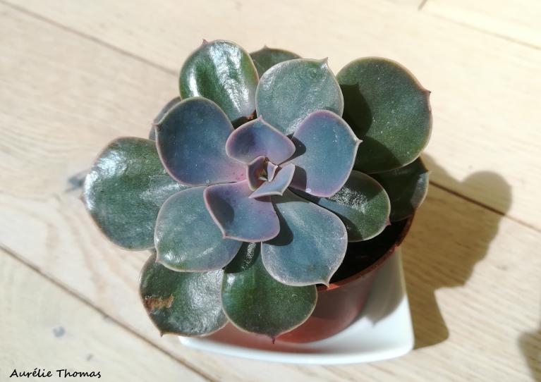 L'Echeveria violet