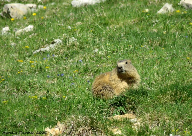 marmotte