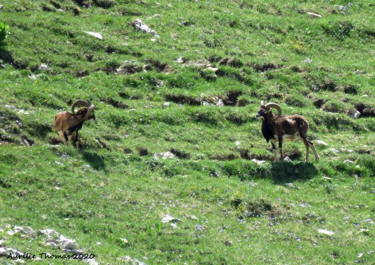 Le Mouflon