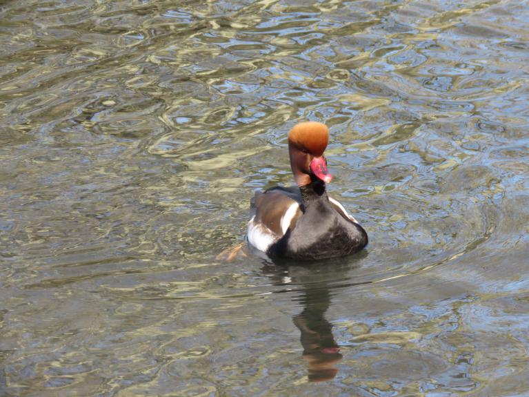 nette rousse